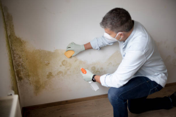  Eureka Springs, AR Mold Removal Pros