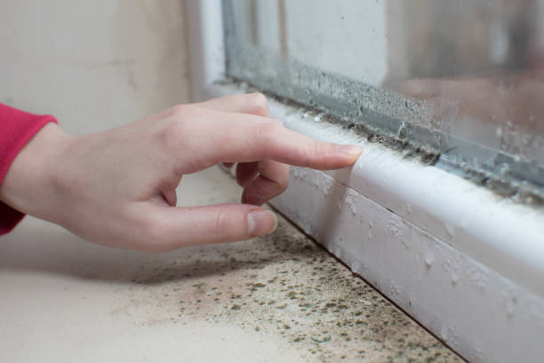 Best Asbestos and Lead Testing During Mold Inspection  in Eureka Springs, AR