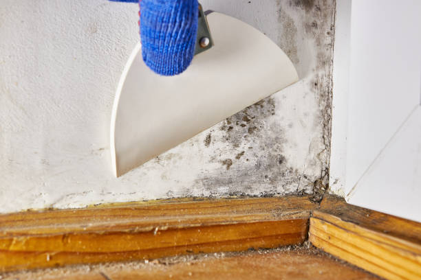 Best Mold Documentation for Insurance Claims  in Eureka Springs, AR